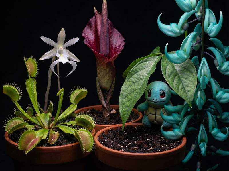 芒果视频植物视频-芒果视频植物视频：全球稀有植物视频大赏